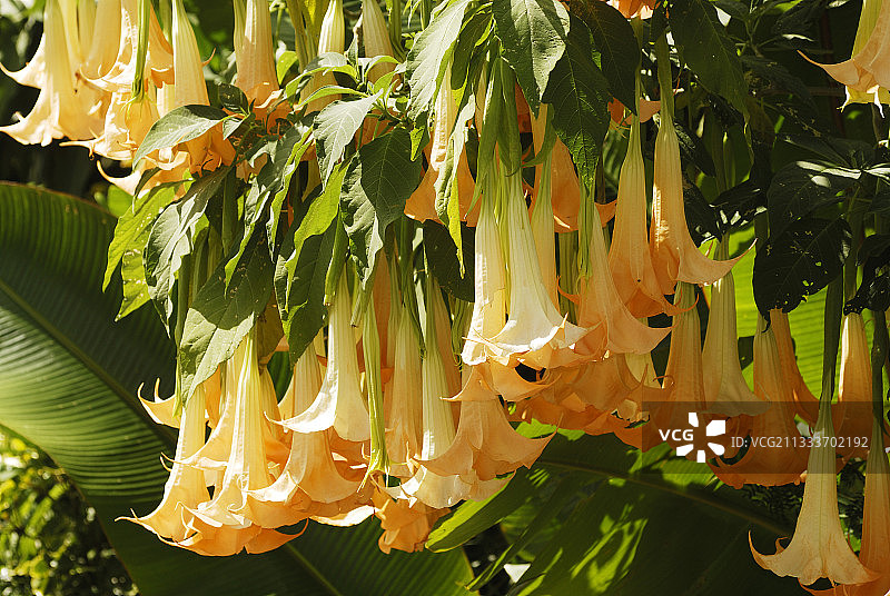 新喀里多尼亚花园中的曼陀罗花图片素材
