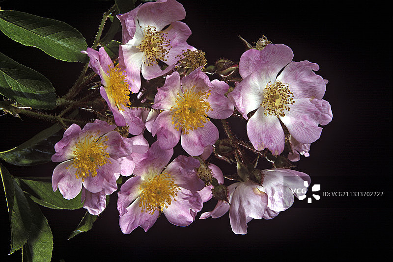 蔷薇鲜花图片素材