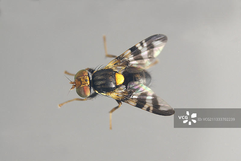 4,5毫米图片素材