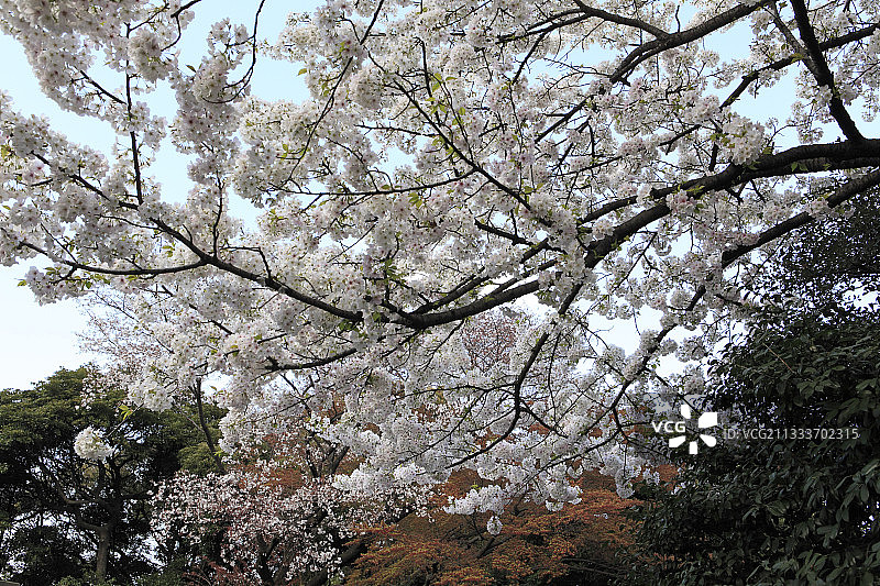 东京花园里的染井吉野樱花图片素材