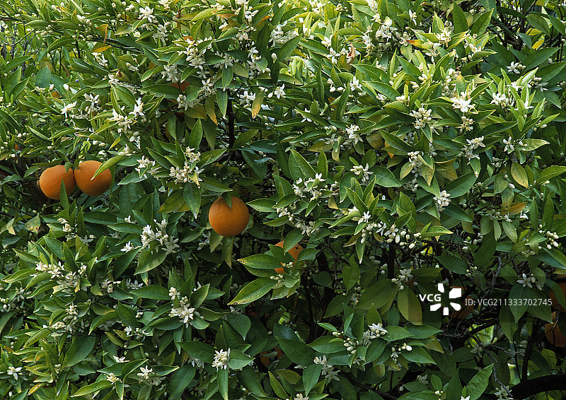 树上的橙子图片素材