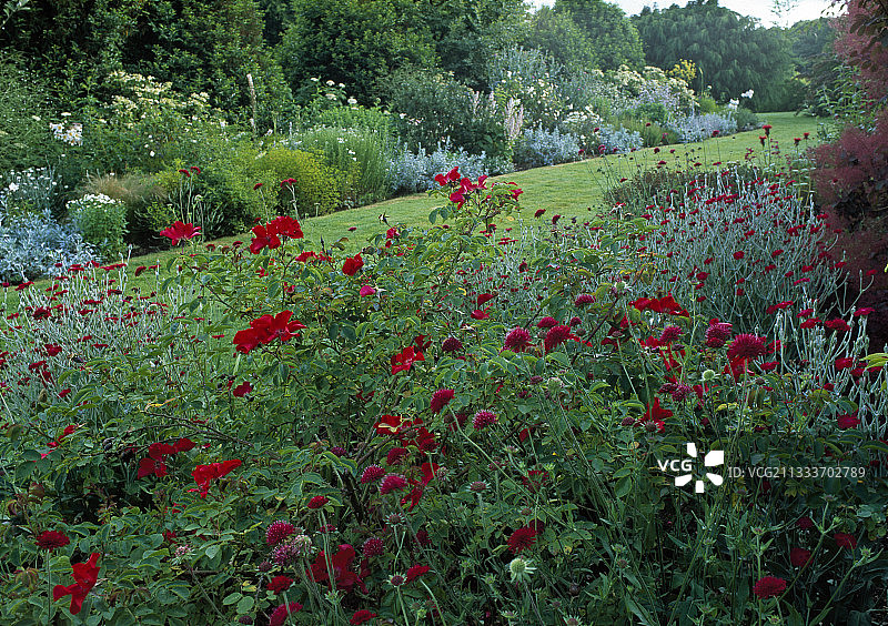 花园里盛开的蓝盆花和剪秋罗图片素材
