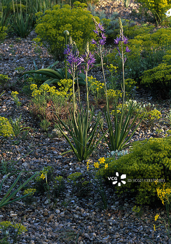 砂石花园中的卡马斯和大小戟图片素材