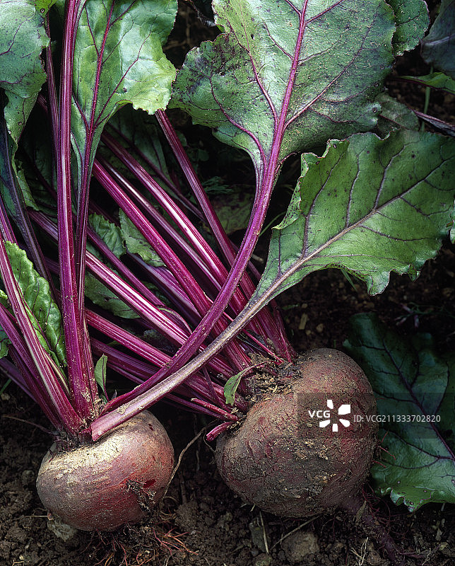 甜菜特写图片素材