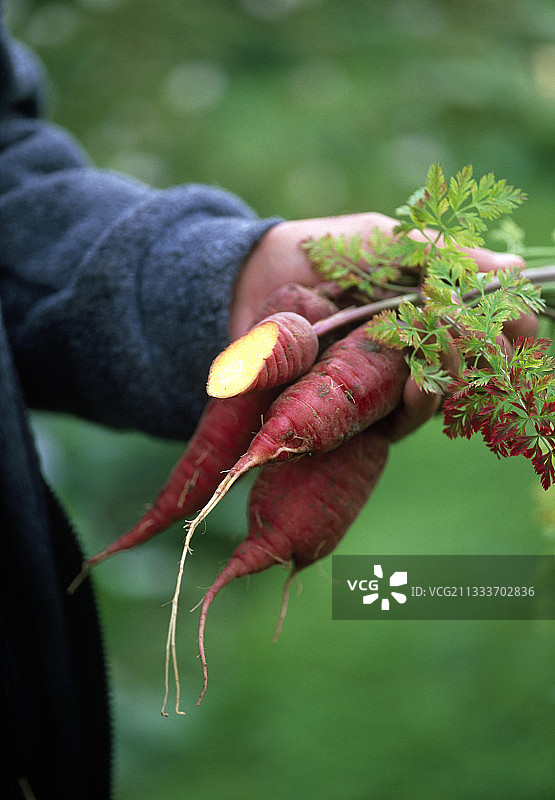 紫龙胡萝卜图片素材