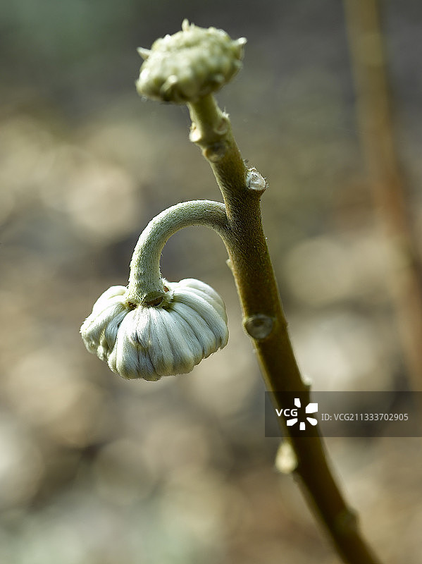 冬季结香“Grandiflora”的纽扣图片素材