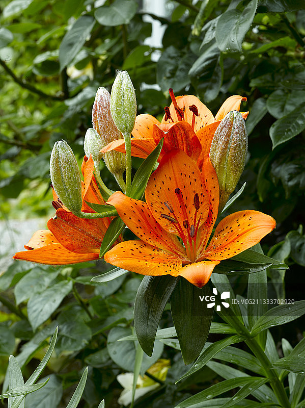百合花的纽扣和花朵图片素材