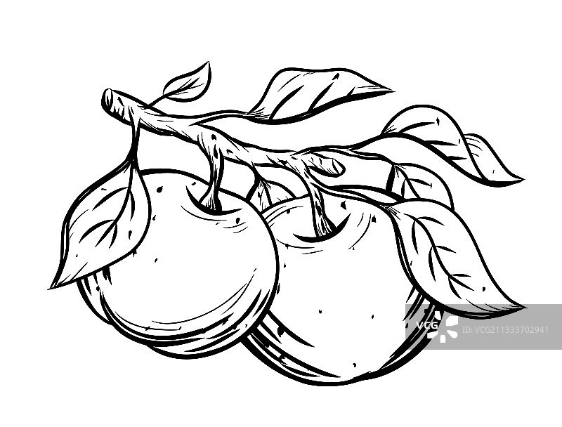 树枝上的苹果和树叶素描图片素材