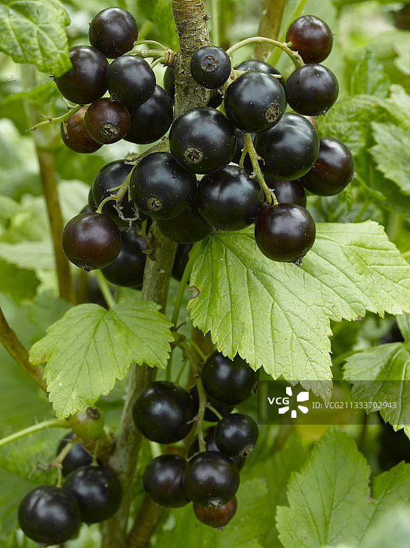 黑加仑灌木图片素材