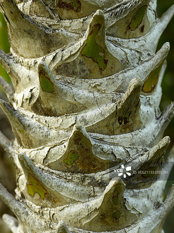 棕榈树皮特写图片素材