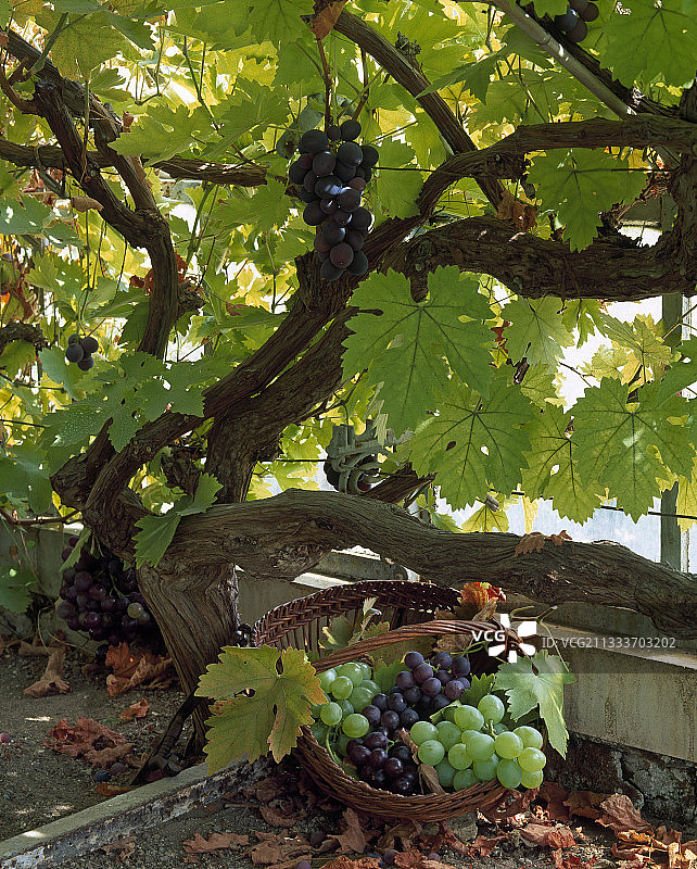 花园里的葡萄和酿酒葡萄的收成图片素材