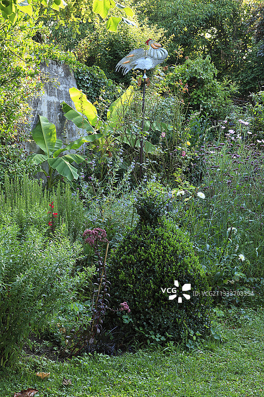 花园里的黄杨木植物造型图片素材