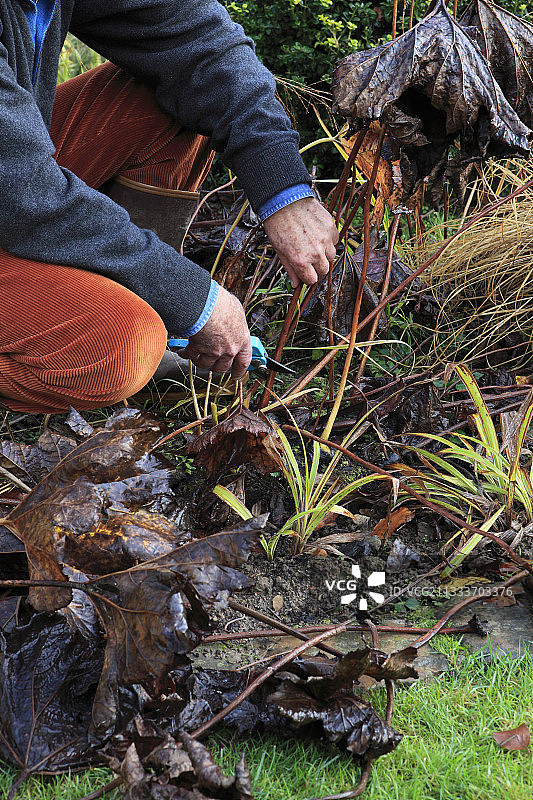 花园里印度大黄的枯叶清理工作图片素材