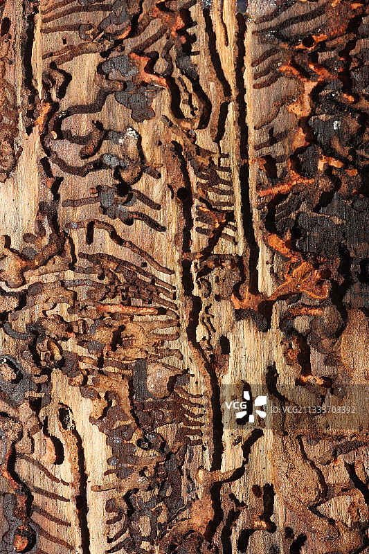 波兰欧洲云杉树皮甲虫木材蛀道图片素材