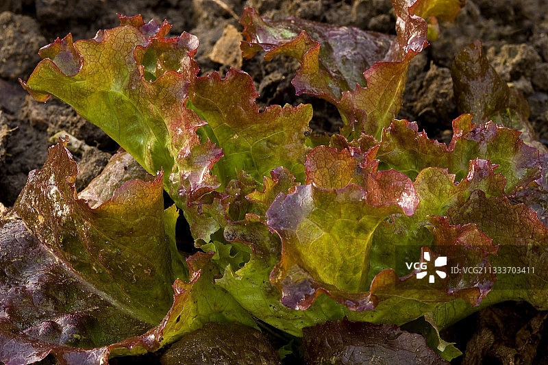 法国菜园里的野生莴苣图片素材