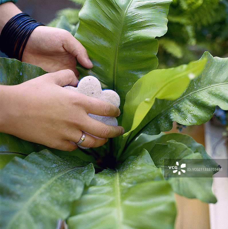 用海绵清洁鸟巢蕨叶子的人图片素材