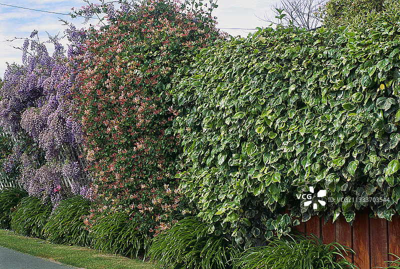 覆盖着紫藤、金银花和常春藤的栅栏图片素材