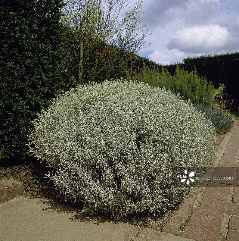 香雪兰图片素材