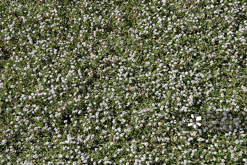 土耳其的白色花朵图片素材