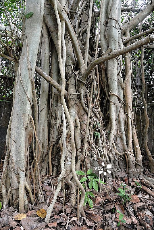 榕树的气生根图片素材