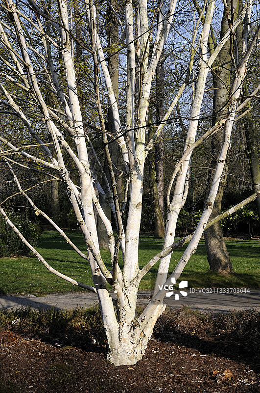 冬季的白桦树图片素材