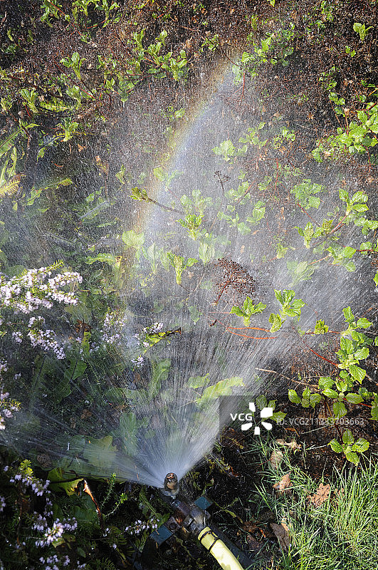 花园洒水器对准灌木图片素材