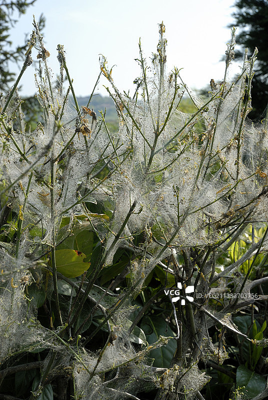 毛毛虫结网对灌木造成的损害（四月）图片素材