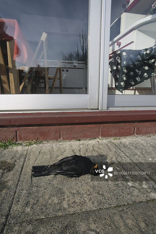 撞到窗户死亡的黑鸟，英国西米德兰兹图片素材