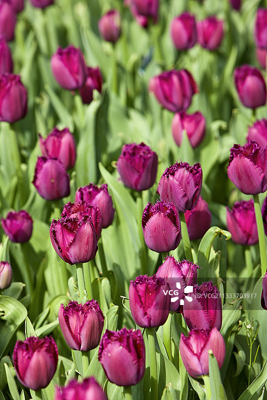 法国：盛开的卷曲苏郁金香图片素材