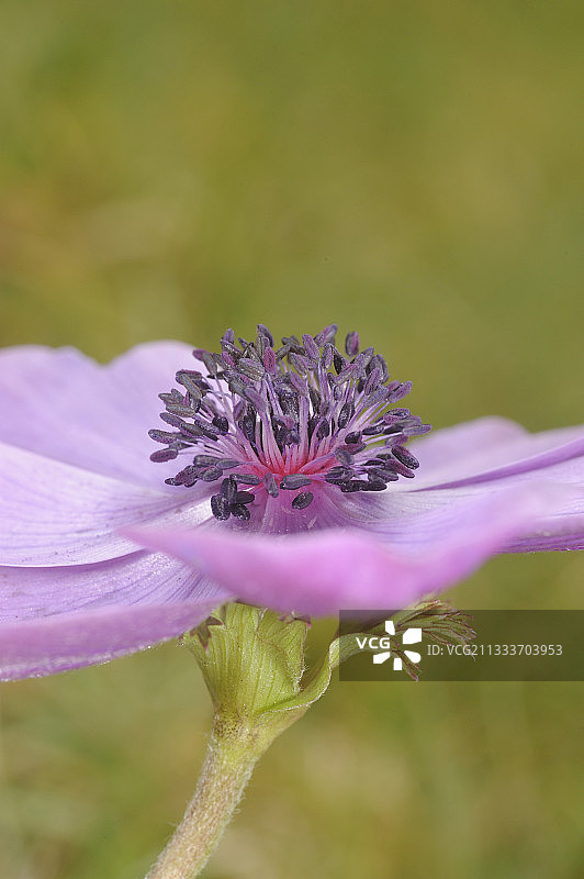 法国卡昂紫色银莲花特写图片素材