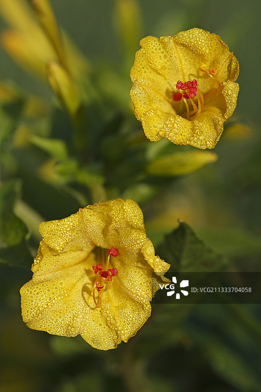 清晨露珠中的紫茉莉（法国）图片素材