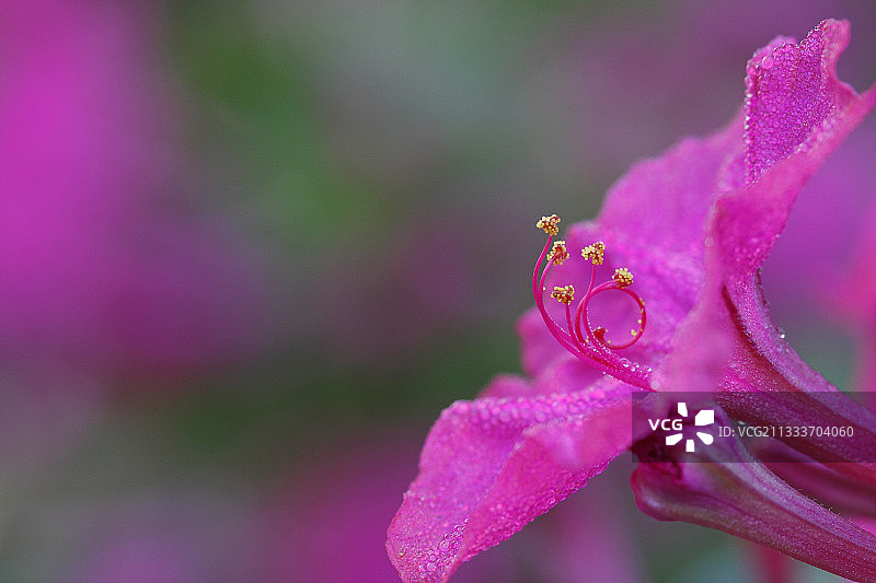 法国盛开的紫茉莉特写图片素材