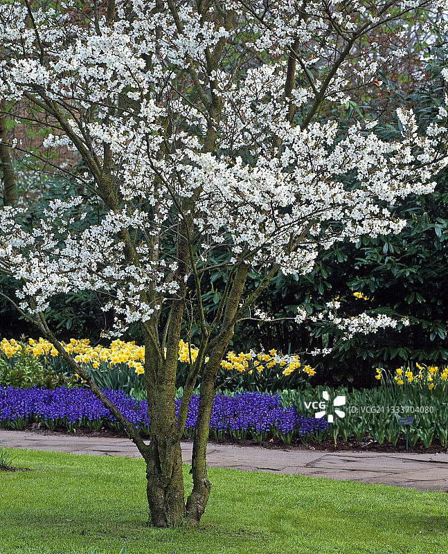 荷兰库肯霍夫花园中盛开的李属植物图片素材