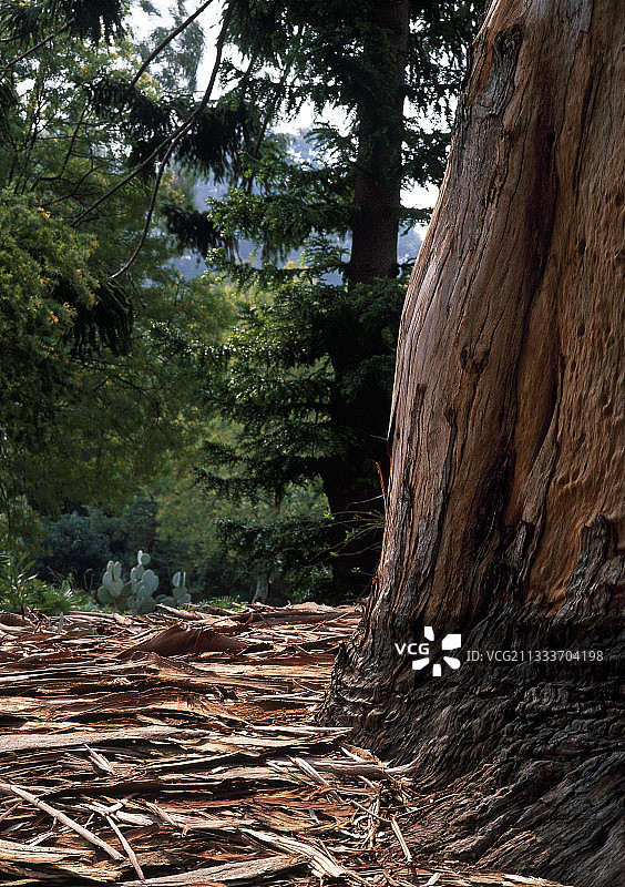 法国地中海花园中的桉树图片素材