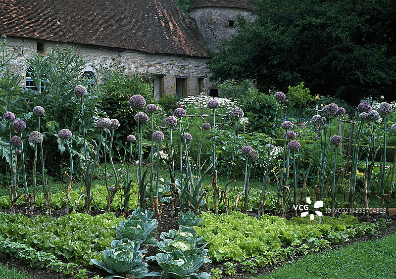 盛开的韭葱图片素材