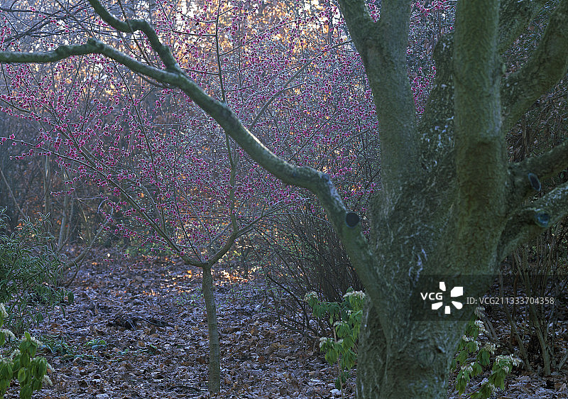 日本杏“红千鸟”塞纳-马恩省法国图片素材
