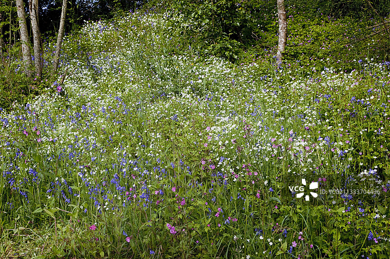 普瓦图地区春季盛开的山坡图片素材