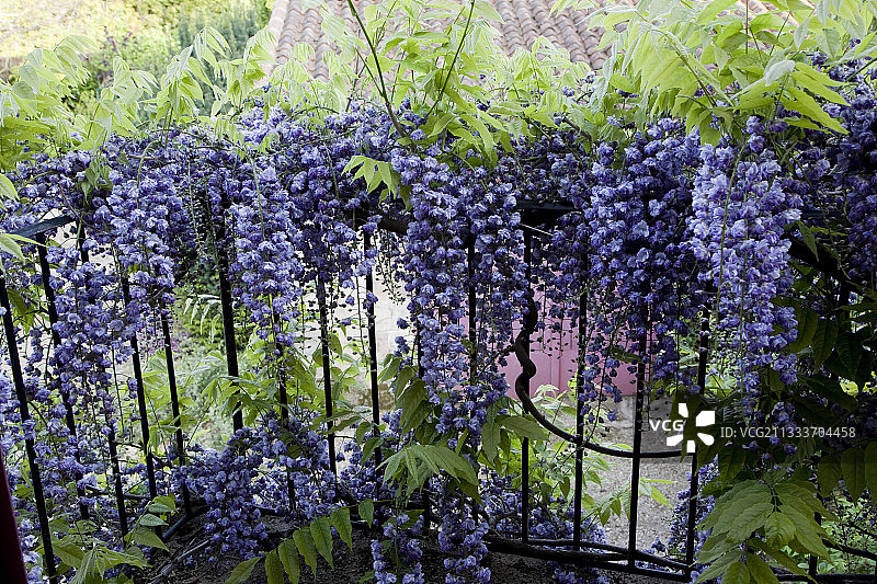 重瓣紫藤花图片素材