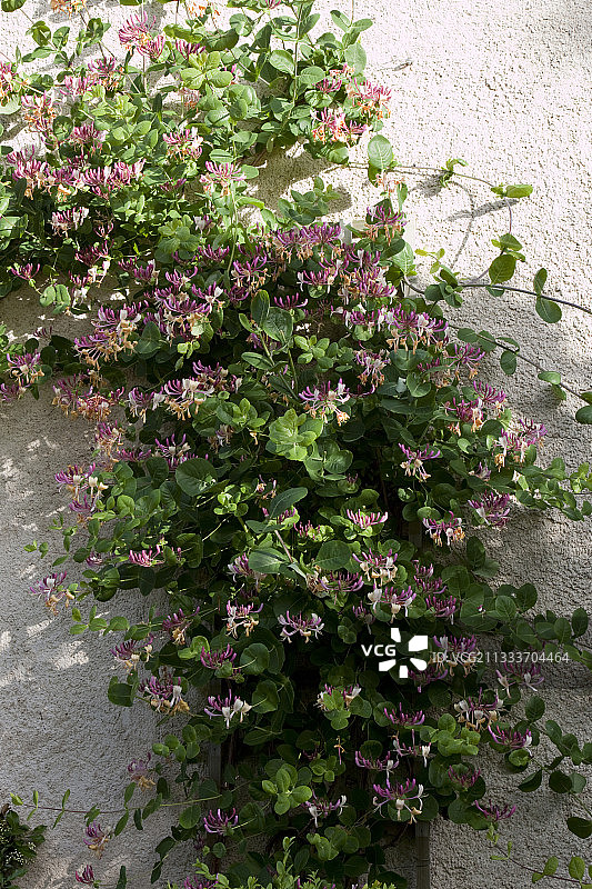 莫尼克花园墙壁上的金银花图片素材