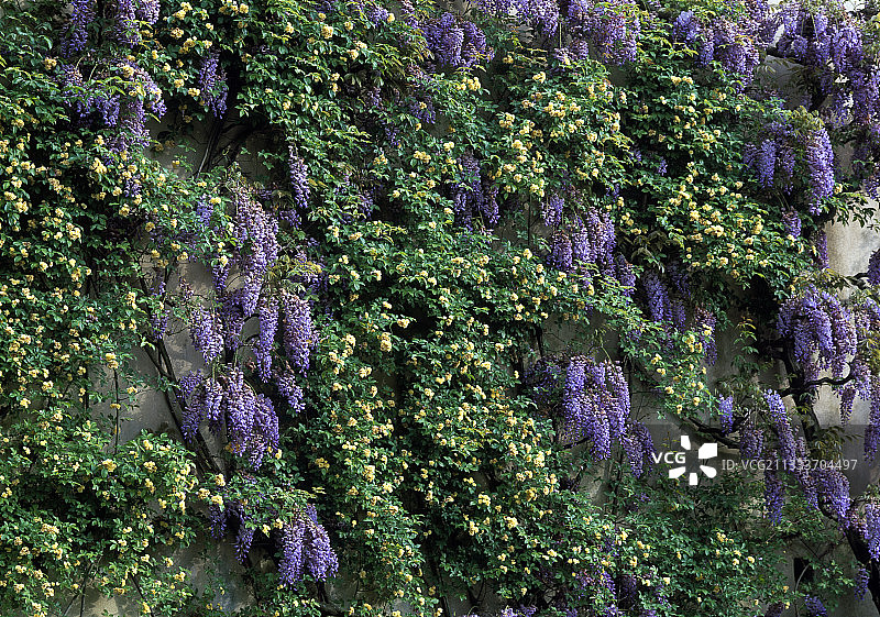 意大利卡波尼别墅的玫瑰园图片素材