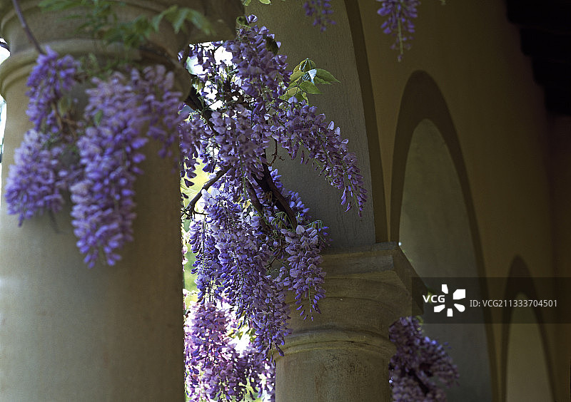 卡波尼别墅的甘氨酸图片素材