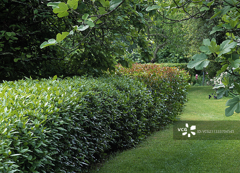 法国花园里的秋季橄榄和荚蒾图片素材