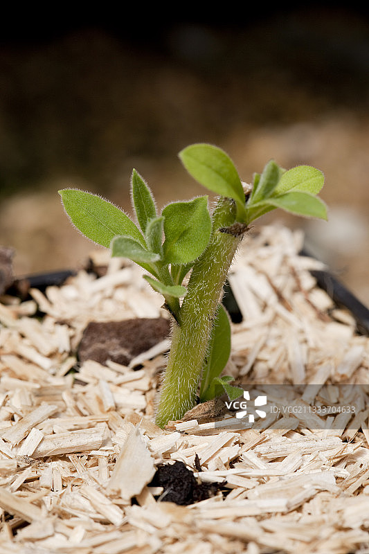 紫菀扦插与覆盖物图片素材