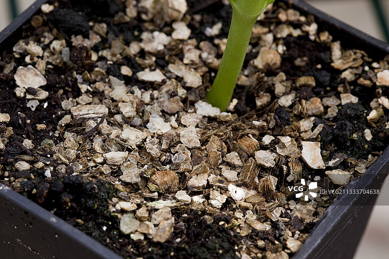 桶中种植辣椒土壤中的蛭石图片素材
