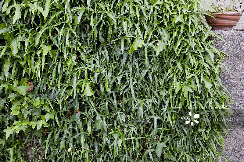 法国常春藤叶图片素材