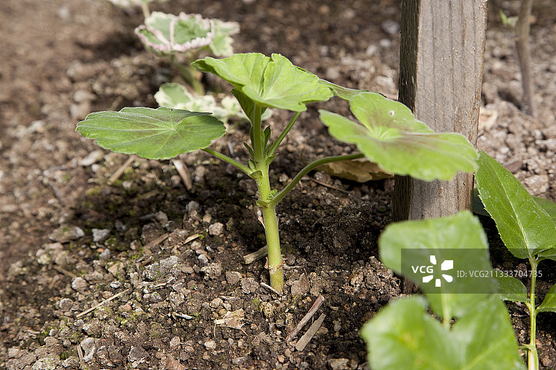 法国温室中的天竺葵扦插图片素材