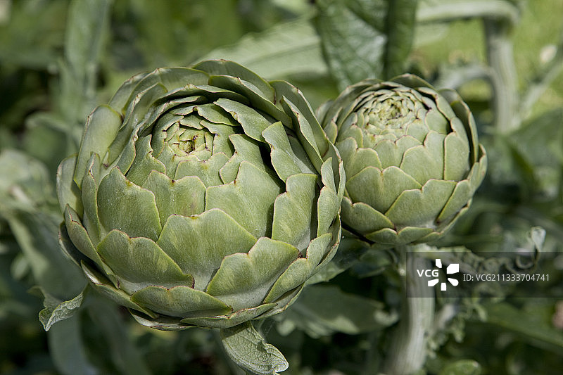 法国花园中的洋蓟F1“马德里加尔”图片素材