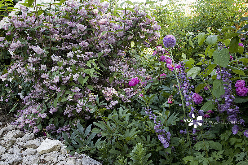 蒙特罗斯珍珠花图片素材