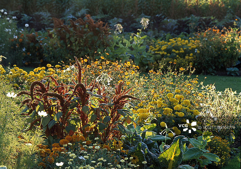墨西哥苋菜、法国万寿菊、烟草和甜菜图片素材