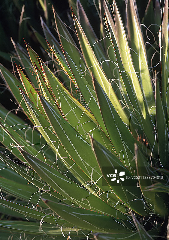 瓦尔省Rayol庄园的龙舌兰图片素材